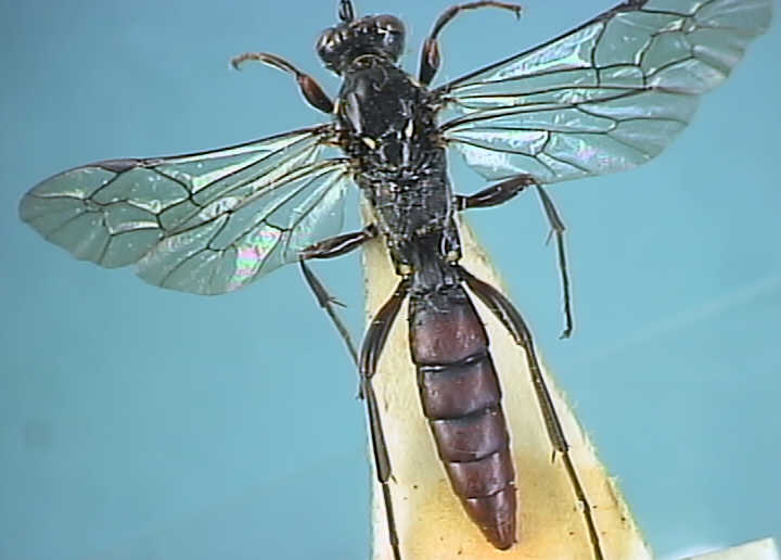 Ichneumonidae 14